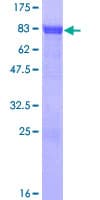 Human ZBTB8A Protein (Recombinant GST)