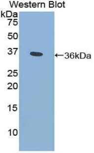 CYP21A2 Antibody (aa106-389, Biotin)