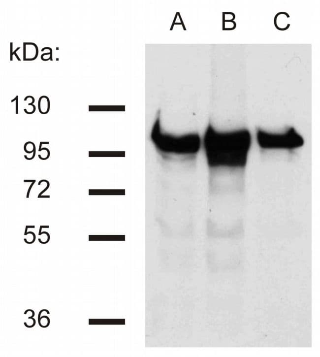 Monoclonal Mouse anti-Hamster CTNNB1 / Beta Catenin Antibody (clone EM-22, WB)
