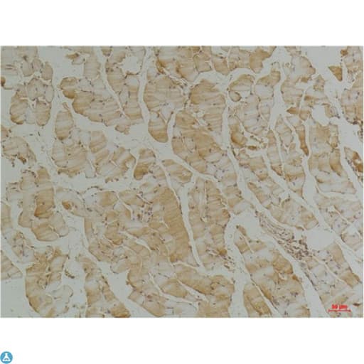 DES / Desmin Antibody