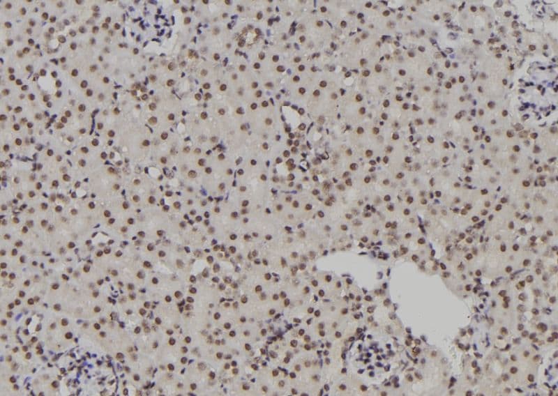POLR2I Antibody