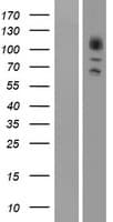 ADRBK2 / GRK3 Protein (Over-Expression Lysate Myc-DDK (Flag))