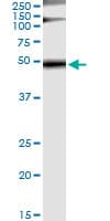 GRB7 Antibody (clone 3C12)