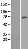 GALNT4 Protein (Over-Expression Lysate Myc-DDK (Flag))