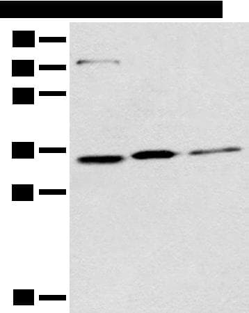 MORF4L2 / MRGX Antibody