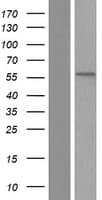 NEK3 Protein (Over-Expression Lysate Myc-DDK (Flag))