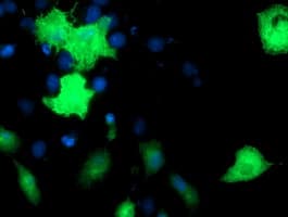 EPN2 Antibody (clone OTI1C2)