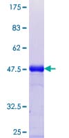 Human EIF2S2 Protein (Recombinant GST, N-terminus)