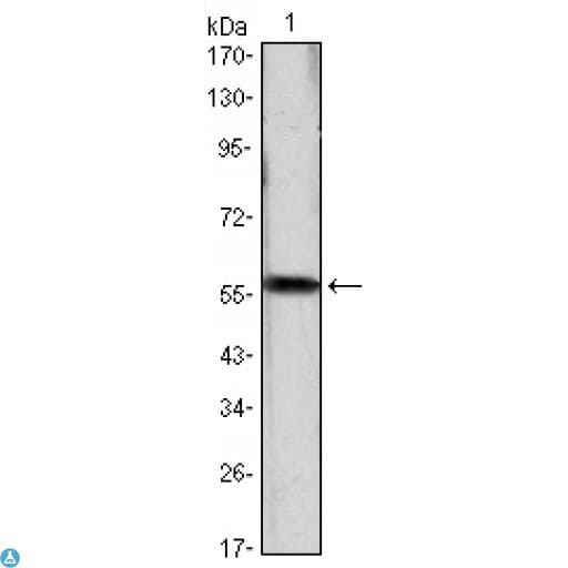 CCND1 / Cyclin D1 Antibody