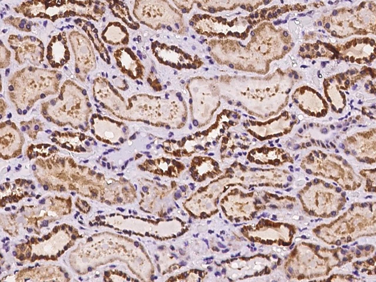 SMIM4 Antibody