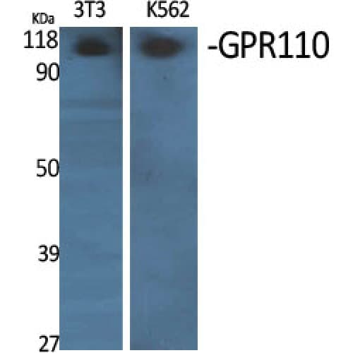 ADGRF1 / GPR110 Antibody (810-890 aa, C-terminal)