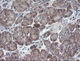 CHN1 Antibody (clone OTI2D10, Carrier-free)