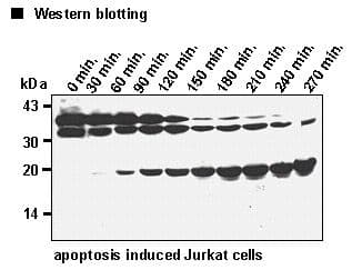 CASP7 / Caspase 7 Antibody (clone 4G2)