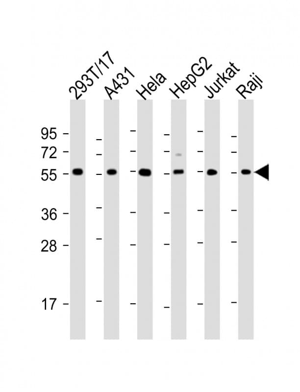 TUBA1B / Tubulin Alpha 1B Antibody