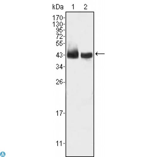 KLF15 Antibody