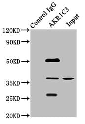 DDX / AKR1C3 Antibody (aa1-323)