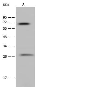NEURL1 / NEURL Antibody