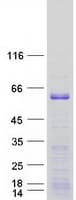 Human EBF3 / COE3 Protein (Recombinant Myc-DDK (Flag))