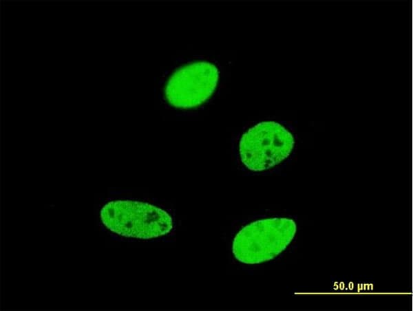 Monoclonal Mouse anti-Human FOXA2 Antibody (clone 4C2, IF, WB)