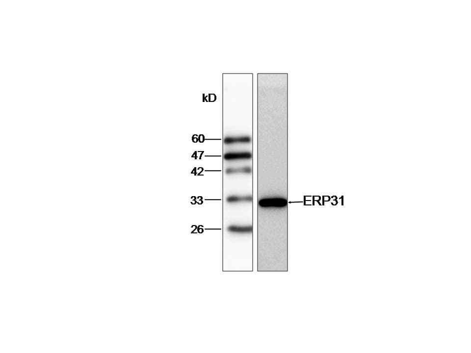 Monoclonal Mouse anti-Human ERP29 Antibody (aa33-261, WB)