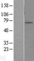 ZNF10 / KOX1 Protein (Over-Expression Lysate Myc-DDK (Flag))