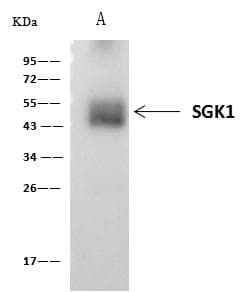 SGK1 / SGK Antibody (Preservative Free)