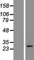 PI15 Protein (Over-Expression Lysate Myc-DDK (Flag))