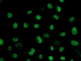 FMR1 / FMRP Antibody (clone OTI3B4)