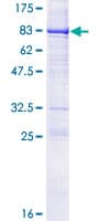 Human CRTAM Protein (Recombinant GST)