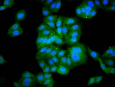 C10orf10 Antibody