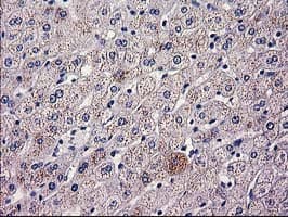 HAO1 Antibody (clone OTI6B3, Carrier-free)
