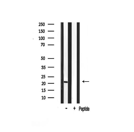 MSC / Musculin Antibody