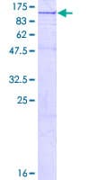 Human OSBPL11 Protein (Recombinant GST)
