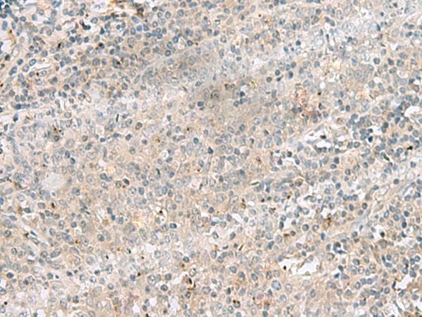 PSMA4 Antibody