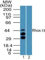 Rhox13 Antibody (aa1-50)