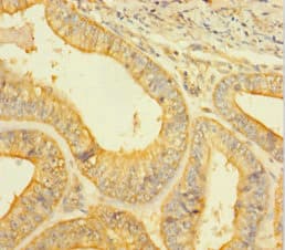 CASP1 / Caspase 1 Antibody