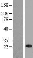MPHOSPH6 Protein (Over-Expression Lysate Myc-DDK (Flag))