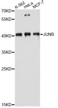JUNB / JUN-B Antibody