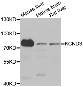 KCND3 / Kv4.3 Antibody