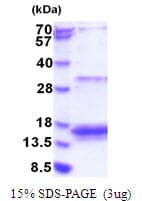 Human EIF4EBP3 Protein (Recombinant His)