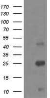 ALDH1A3 Antibody (clone OTI4A3)