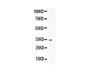 Osteoglycin / Mimecan Antibody