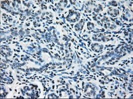 GLUL / Glutamine Synthetase Antibody (clone OTI1F4)