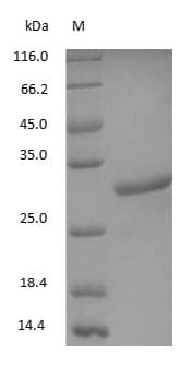 Mouse IgG Fc Protein (Native)