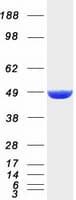 Human DNAJA2 Protein (Recombinant Myc-DDK (Flag))