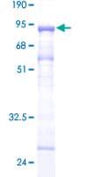 Human TUBA1B / Tubulin Alpha 1B Protein (Recombinant GST)