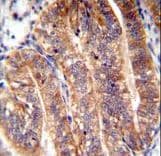NUMB Antibody (aa1-30)