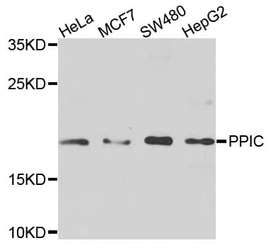 PPIC / Cyclophilin C Antibody