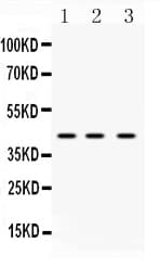 HNRNPF / hnRNP F Antibody
