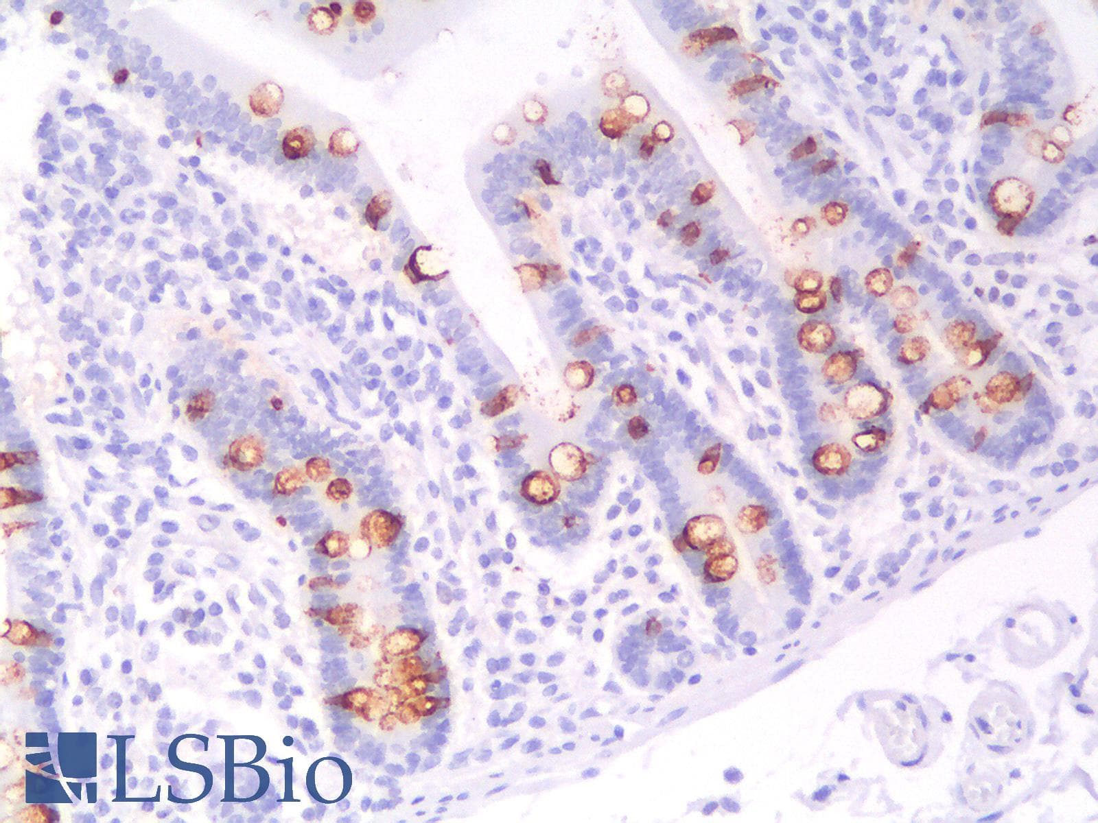 PathPlus™ Mucin 2 / MUC2 Antibody (clone MLP/2970R)